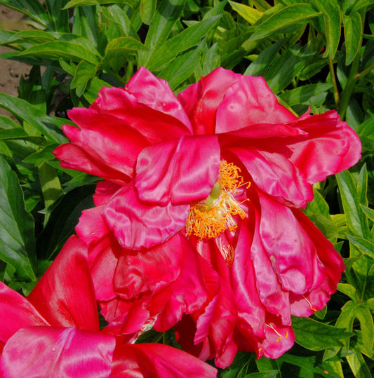  Edel Pfingstrose America - Paeonia Cultorum