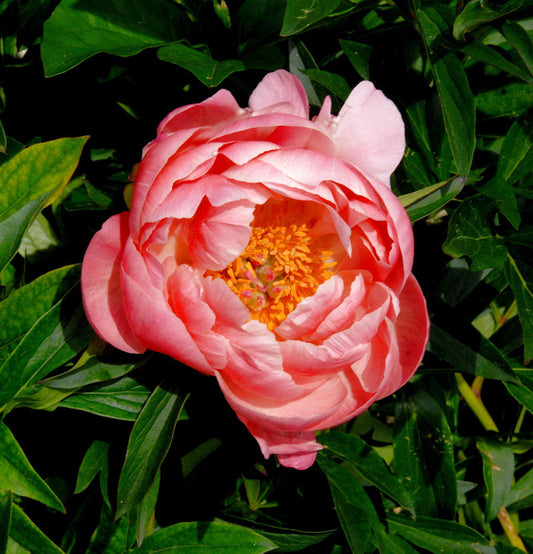  Edel Pfingstrose Coral Charm - Paeonia Cultorum