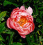  Edel Pfingstrose Coral Charm - Paeonia Cultorum