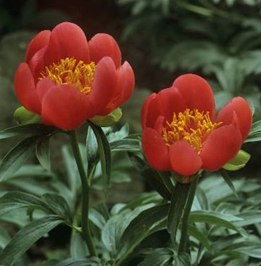  Delavayi Strauchpfingstrose - Paeonia Delavayi