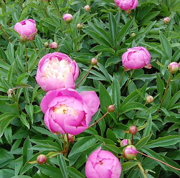  Edelpfingstrose Bowl Of Beauty - Paeonia Lactiflora