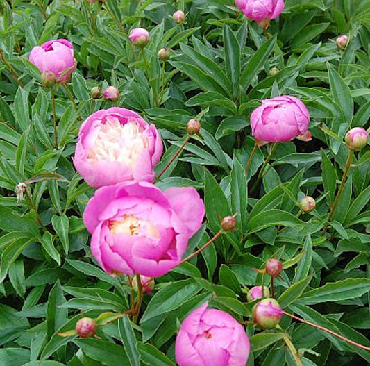  Edelpfingstrose Bowl Of Beauty - Paeonia Lactiflora