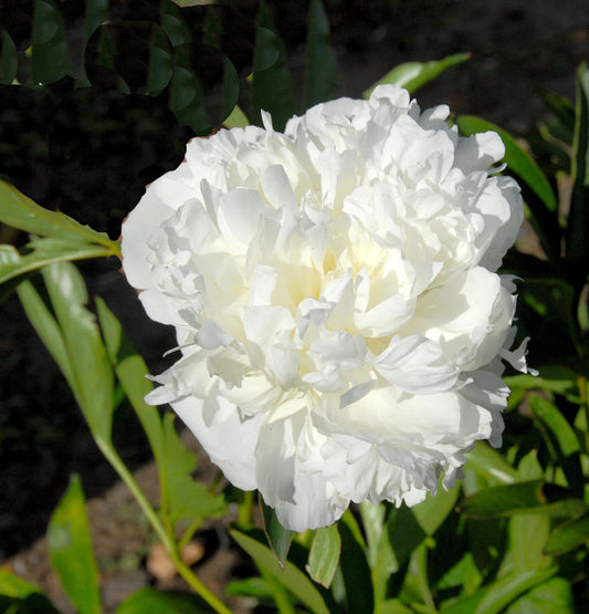  Edelpfingstrose Bowl Of Cream - Paeonia Lactiflora