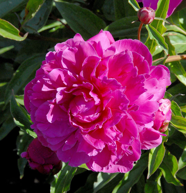  Edelpfingstrose Inspecteur Lavergne - Paeonia Lactiflora