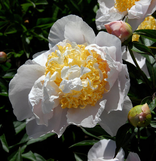  Edelpfingstrose Moon Of Nippon - Paeonia Lactiflora