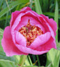  Edelpfingstrose Neon - Paeonia Lactiflora
