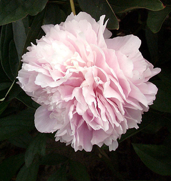 Edelpfingstrose Sarah Bernhardt - Paeonia Lactiflora