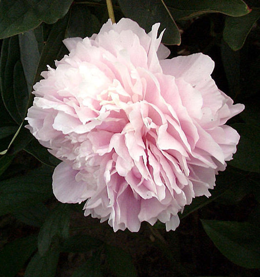  Edelpfingstrose Sarah Bernhardt - Paeonia Lactiflora