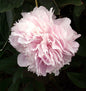  Edelpfingstrose Sarah Bernhardt - Paeonia Lactiflora