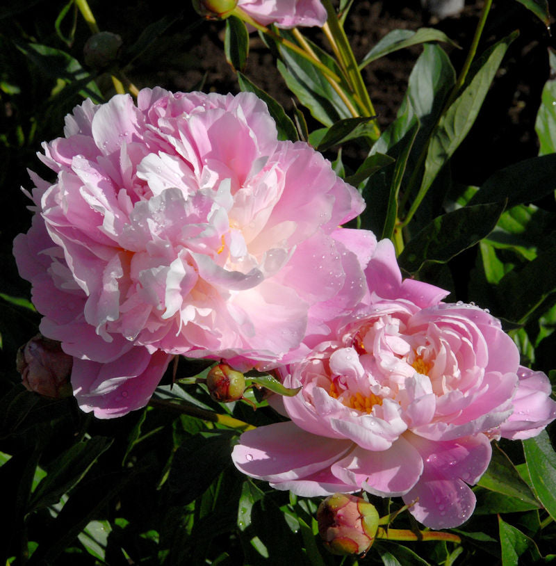  Edelpfingstrose The Fawn - Paeonia Lactiflora