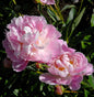  Edelpfingstrose The Fawn - Paeonia Lactiflora