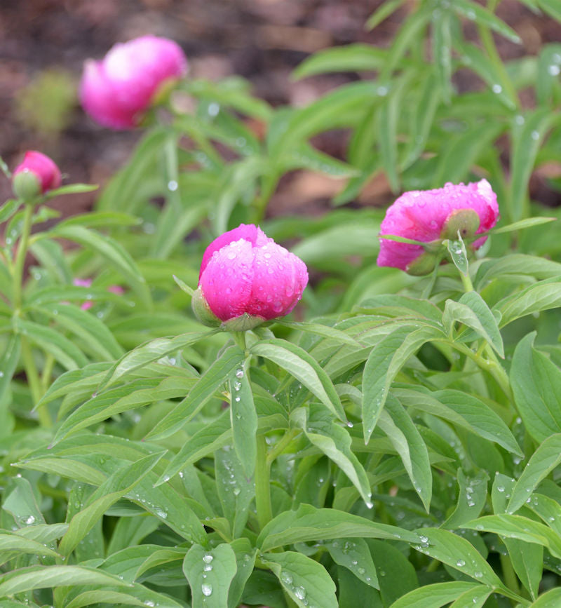  Pfingstrose Rubra Plena - Paeonia Officinalis