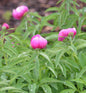 Pfingstrose Rubra Plena - Paeonia Officinalis