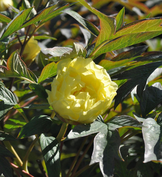  Strauchpfingstrose Gelb - Paeonia Suffruticosa