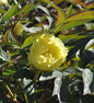  Strauchpfingstrose Gelb - Paeonia Suffruticosa