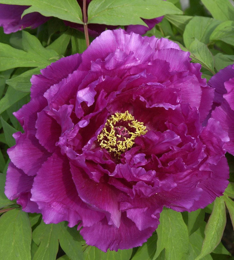  Strauchpfingstrose Purpur - Paeonia Suffruticosa