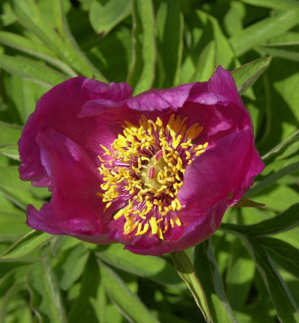  Wild Pfingstrose - Paeonia Veitchii