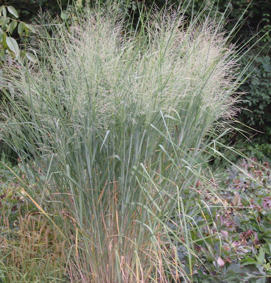  Rutenhirse Cloud Nine - Großer Topf - Panicum Virgatum