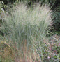  Rutenhirse Cloud Nine - Großer Topf - Panicum Virgatum