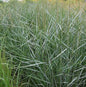  Rutenhirse Dallas Blues - Panicum Virgatum