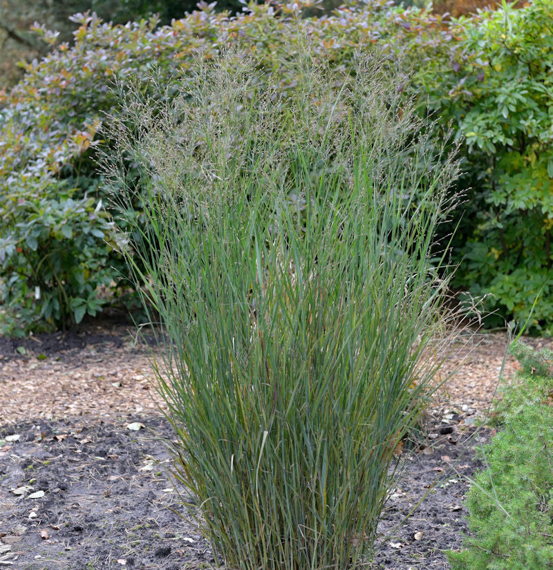  Rutenhirse Heavy Metal - Großer Topf - Panicum Virgatum