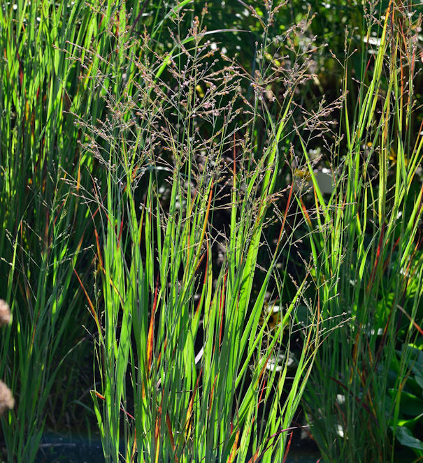  Rutenhirse Heiliger Hain - Großer Topf - Panicum Virgatum