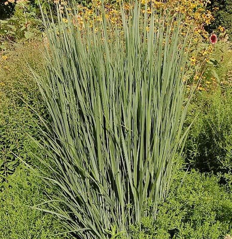  Rutenhirse Northwind - Panicum Virgatum