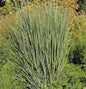  Rutenhirse Northwind - Panicum Virgatum