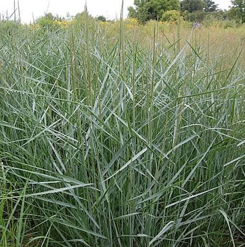  Rutenhirse Prairie Sky - Panicum Virgatum