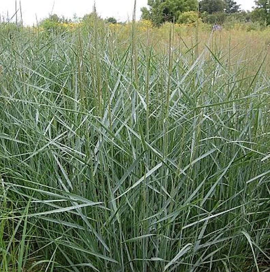  Rutenhirse Prairie Sky - Panicum Virgatum