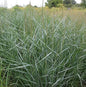  Rutenhirse Prairie Sky - Großer Topf - Panicum Virgatum