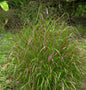  Rutenhirse Sangria - Großer Topf - Panicum Virgatum