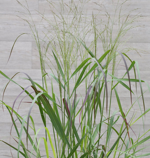  Rutenhirse Squaw - Panicum Virgatum