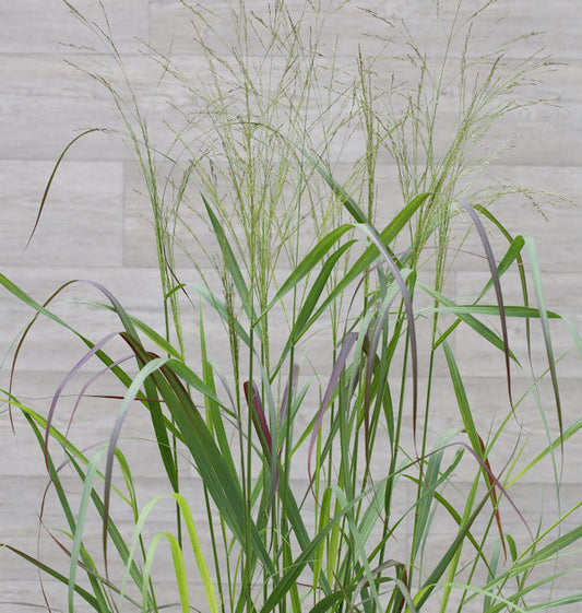 Rutenhirse Squaw - Panicum Virgatum