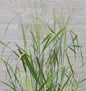  Rutenhirse Squaw - Panicum Virgatum