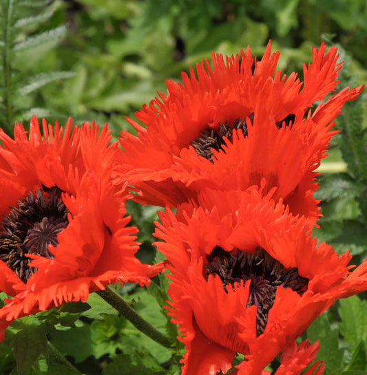  Türkischer Mohn Türkenlouis - Papaver Orientale