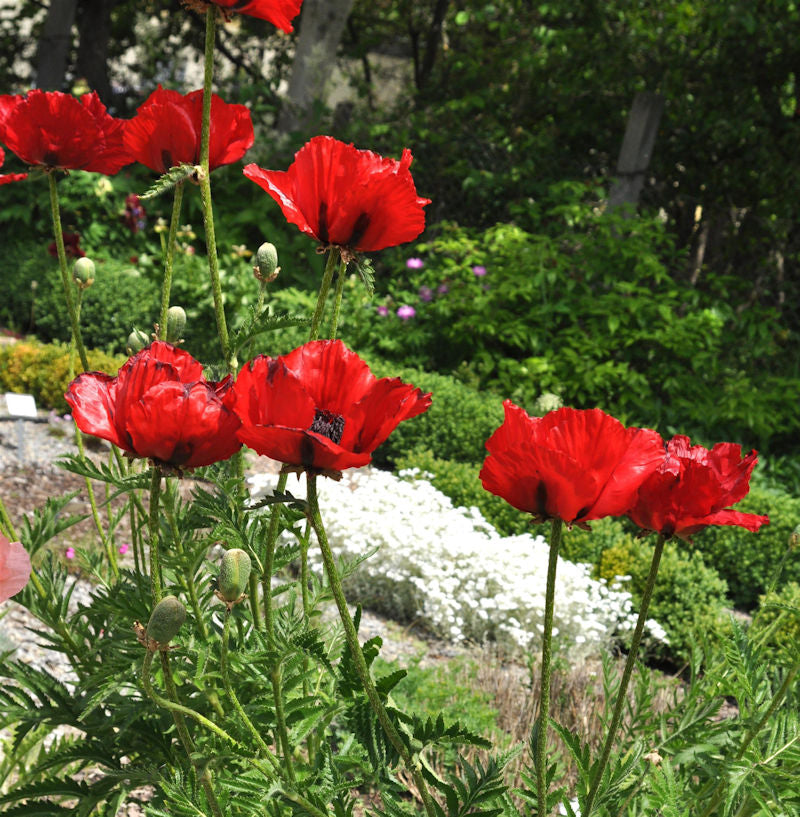  Türkischer Mohn Beauty Of Livermere - Papaver Orientale