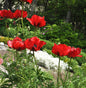  Türkischer Mohn Beauty Of Livermere - Papaver Orientale
