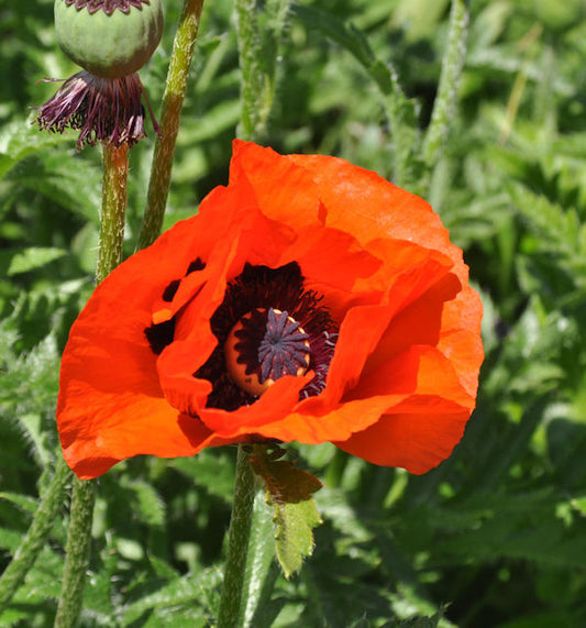  Türkischer Mohn Brilliant - Papaver Orientale