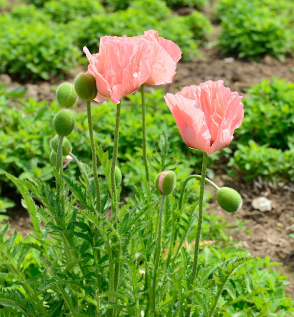  Türkischer Mohn Königen Alexandra - Papaver Orientale