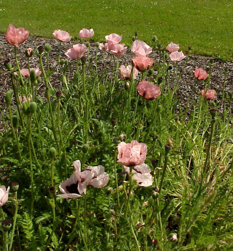  Türkischer Mohn Princess Victoria Louise - Papaver Orientale