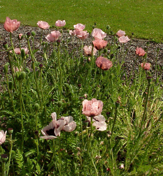  Türkischer Mohn Princess Victoria Louise - Papaver Orientale