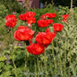  Türkischer Mohn Rembrandt - Papaver Orientale