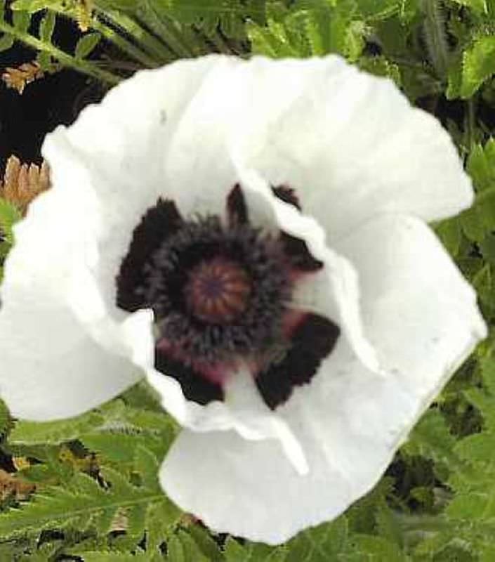  Türkischer Mohn Royal Wedding - Papaver Orientale