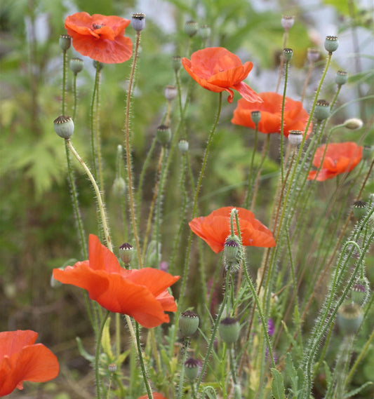  Spanischer Mohn Flore Plenum - Papaver Rupifragum