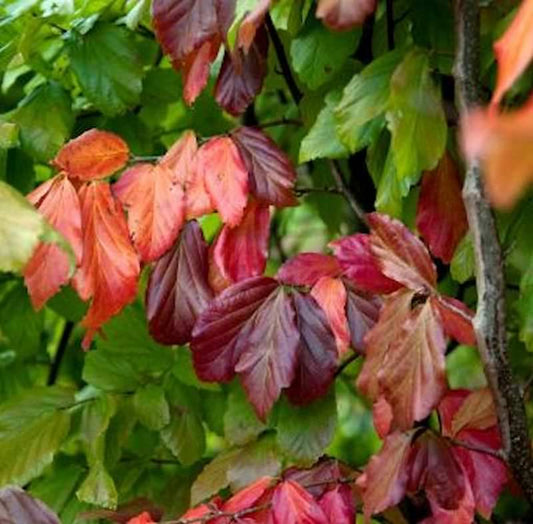  Eisenholzbaum Bella 40-60cm - Parrotia Persica