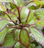  Eisenholzbaum Persian Spire 40-60cm - Parrotia Persica