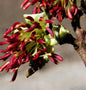  Eisenholzbaum Select 60-80cm - Parrotia Persica