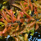  Eisenholzbaum 40-60cm - Parrotia Persica