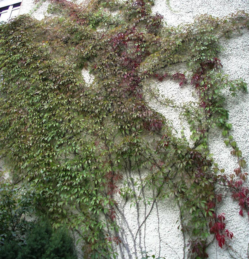  Mauerkatze Engelmann 60-80cm - Parthenocissus Quinquefolia